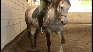 L’art du dressage du cheval