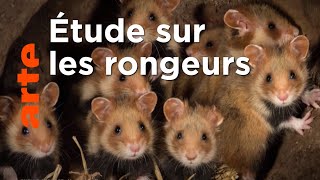 Le hamster d’Europe en voie d’extinction
