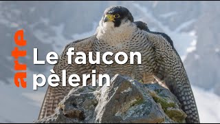 Le prédateur le plus rapide de tout le règne animal