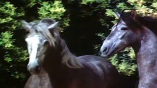 Le signe du cheval - Les andalous et l'arène