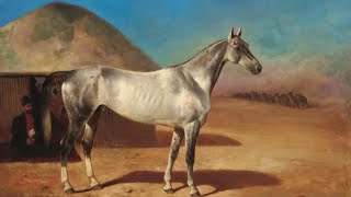 Les chevaux Akhal-Tékés du Caucase