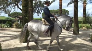 Les chevaux andalous, la tradition et l'excellence