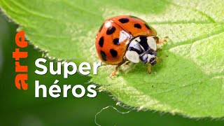 Les insectes, des héros à six pattes