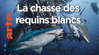 Documentaire Les prédateurs | Dans le sillage des requins