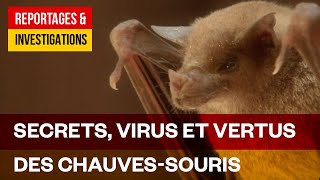 Documentaire Les secrets fascinants des chauves-souris