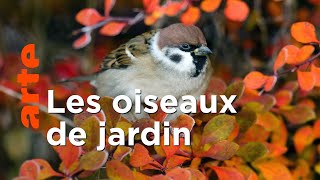 Nos voisins à plumes