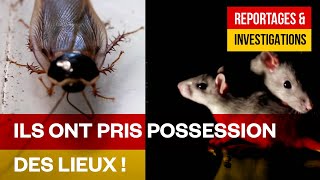 Paris grouille-t-il ? - La vie animale souterraine