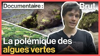 Pourquoi les algues vertes pourraient constituer une menace