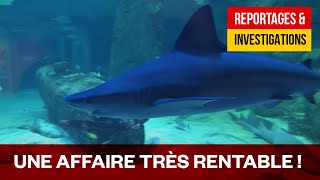 Une plongée dans l'univers fascinant des aquariums géants