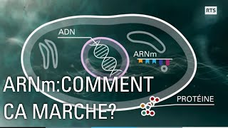 ARN Messager : comment ça marche ?
