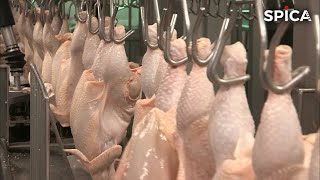 Documentaire Arnaque, le poulet qu’on ose vous vendre