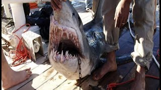 Alerte : les requins attaquent !