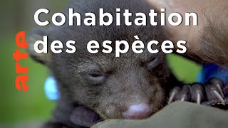 Amérique : la grande forêt de l'est | Quand les animaux sauvages emménagent en ville