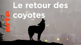 Amérique : les grandes plaines | Quand les animaux sauvages emménagent en ville