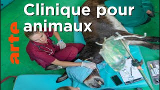Animaux de travail : Des méthodes pour mieux les traiter