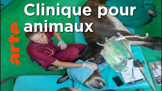 Documentaire Animaux de travail : Des méthodes pour mieux les traiter