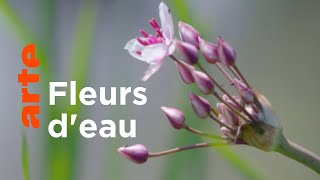 Documentaire Au fil de l’eau | Les secrets des fleurs sauvages