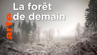 Documentaire Comment reboiser les forêts et les préserver ?