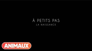 Documentaire A Petits Pas – Episode 1: la naissance