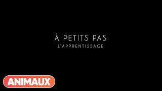 Documentaire A Petits Pas – Episode 2: l’apprentissage