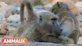 Babouins presque trop humains