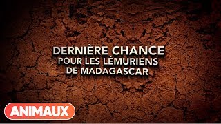 Documentaire Dernière chance pour les Lémuriens de Madagascar