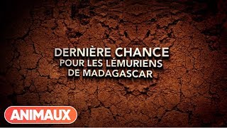 Dernière chance pour les Lémuriens de Madagascar