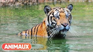 Documentaire Les animaux et le sacré: la Thaïlande