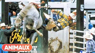 Rodéo: danse avec les chevaux