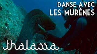 Documentaire Danse avec les murènes