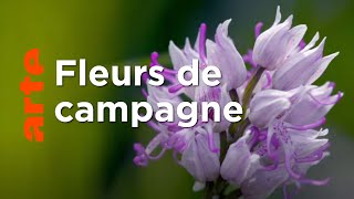 Documentaire Des prés et des champs | Les secrets des fleurs sauvages