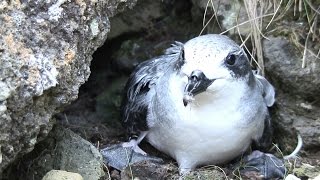 Documentaire La Réunion : taille-vent, le pétrel des montagnes