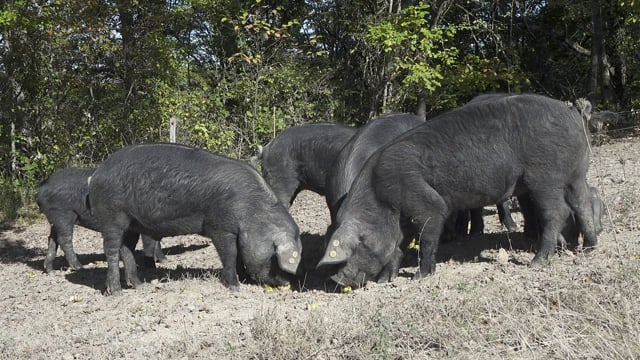 Les cochons de la colère