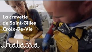 Documentaire La crevette de Saint-Gilles-Croix-De-Vie