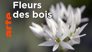 La forêt enchantée | Les secrets des fleurs sauvages