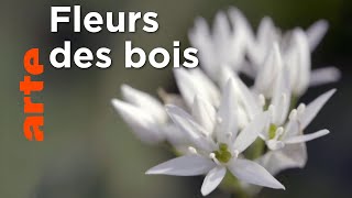 Documentaire La forêt enchantée | Les secrets des fleurs sauvages