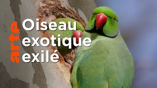 La perruche à collier | Ces animaux venus d'ailleurs