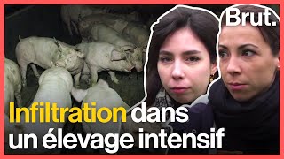 La réalité de l'élevage intensif