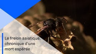 Le frelon asiatique, chronique d'une mort espérée