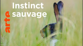 Le lapin, taillé pour survivre | Pas si bêtes !