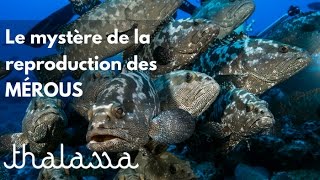 Le mystère de la reproduction des mérous