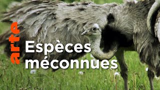 Le nandou d'Amérique | Ces animaux venus d'ailleurs