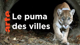 Le puma d'Amérique | Quand les animaux sauvages emménagent en ville