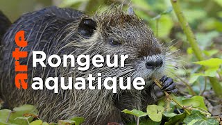 Documentaire Le ragondin | Ces animaux venus d’ailleurs