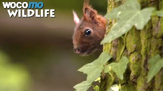 Les animaux sauvages de nos forêts - Un voyage des Vosges du Nord à l'Ile-de-France