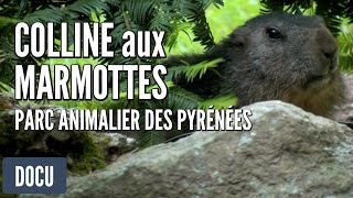 Parc animalier des Pyrénées de Argelès-Gazost - La colline aux marmottes