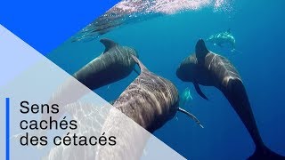 Sens cachés des cétacés