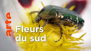 Documentaire Sous le soleil | Les secrets des fleurs sauvages