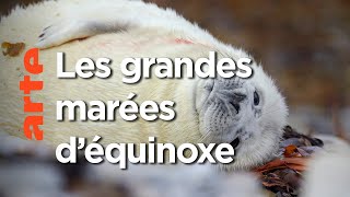 Documentaire Tempêtes d’automne | Terres sauvages du Grand Nord