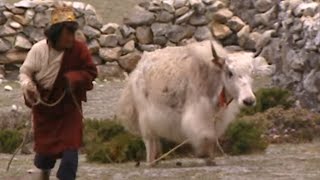 Terres de légendes | Le yak sacré du Mani-Rimdu